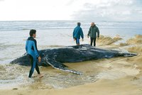 U tasmánského pobřeží uhynulo 150 velryb