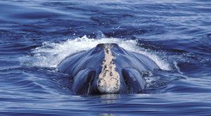 Utajené vymírání: Proč mizejí velryby černé
