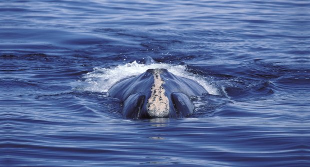 Utajené vymírání: Proč mizejí velryby černé