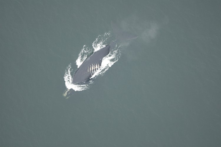 Velryba s hlubokými řeznými ranami způsobenými lodním šroubem