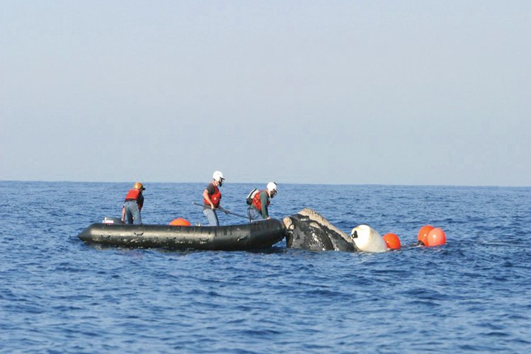 Ochranáři se snaží vyprostit velrybu zamotanou do rybářské sítě