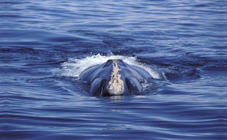 Velryby černé se nejčastěji zdržují u hladiny nebo v hloubce do 10 m