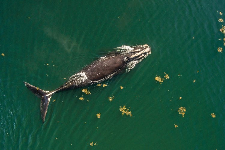 Na snímku z dronu je dobře vidět poraněný ocas velryby, která se zapletla do rybářské sítě