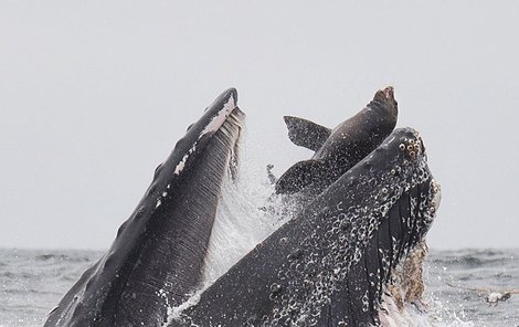 Velryby jsou sice obrovské, ale chřtán mají poměrně malý a lachtan se do něj zkrátka nevejde.