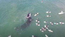 Velryba zaútočila na surfaře obří ocasní ploutví, když chránila své mládě