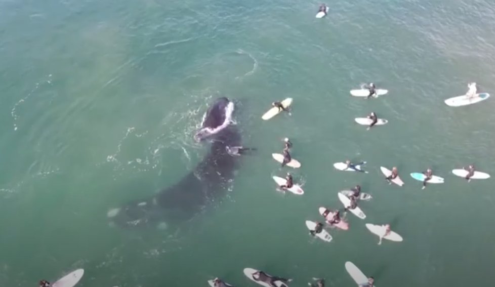 Velryba zaútočila na surfaře obří ocasní ploutví, když chránila své mládě