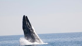Kanaďanka zemřela na dovolené po srážce člunu s velrybou