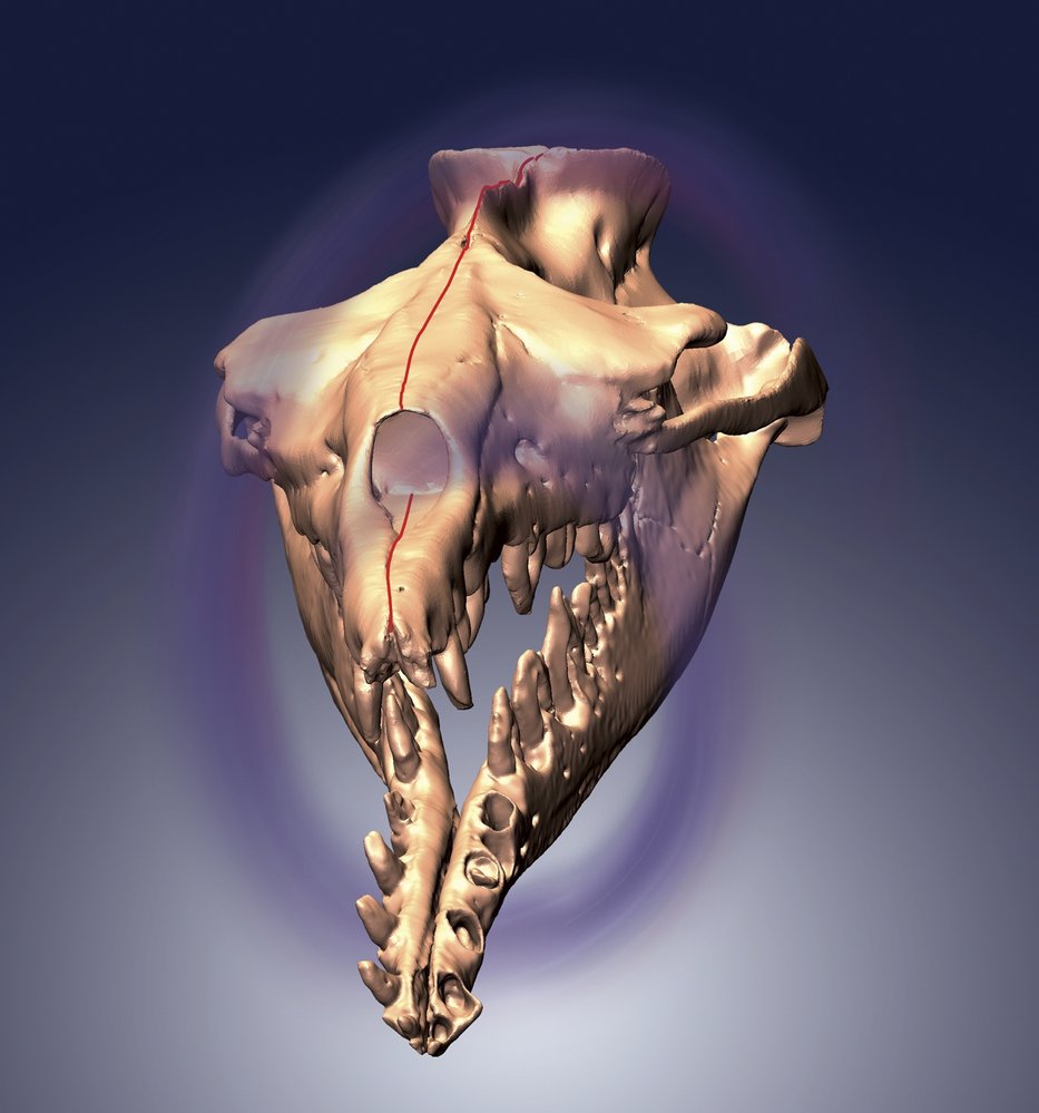 Digitální rekonstrukce lebky Basilosaura