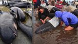 Přes 400 velryb umírá na Novém Zélandu, uvázly na pláži
