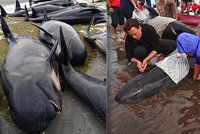 Přes 400 velryb umírá na Novém Zélandu, uvázly na pláži
