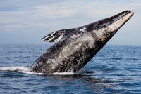 Vyskakující velryba zabila turistku: Dopadla na její loď!
