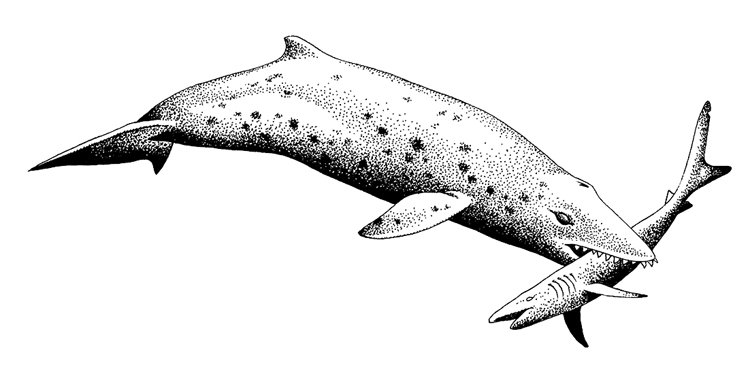 Evoluce pravěkých velryb