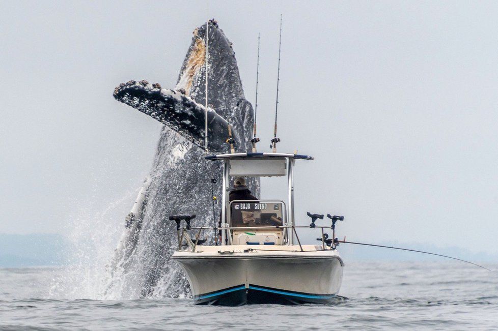 Fotograf zachytil úchvatný moment, jak rybáři za jeho lodí vyskočí masivní keporkak