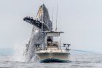 Fotograf zachytil úchvatný moment, jak rybáři za jeho lodí vyskočí masivní keporkak.