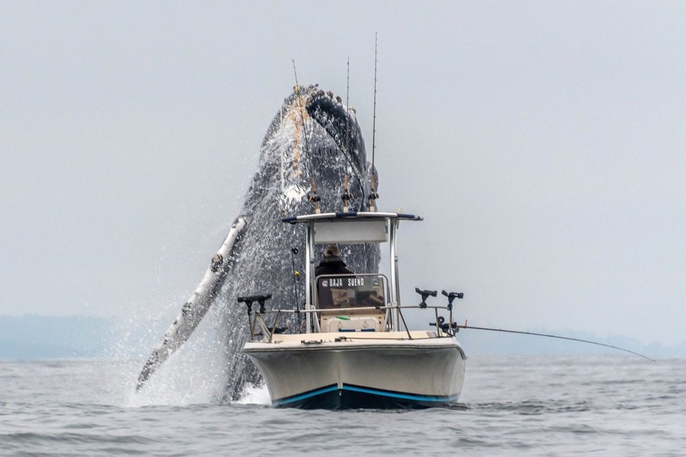 Fotograf zachytil úchvatný moment, jak rybáři za jeho lodí vyskočí masivní keporkak