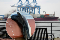 Šok v přístavu: Na přídi lodi ležela zdechlina velryby