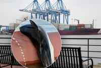 Šok v přístavu: Na přídi lodi ležela zdechlina velryby