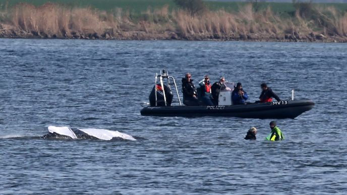 Uvízlá velryba Timmy u pobřeží Německa Uvízlá velryba Timmy u pobřeží Německa