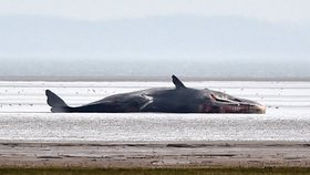 Jedna z mrtvých velryb.