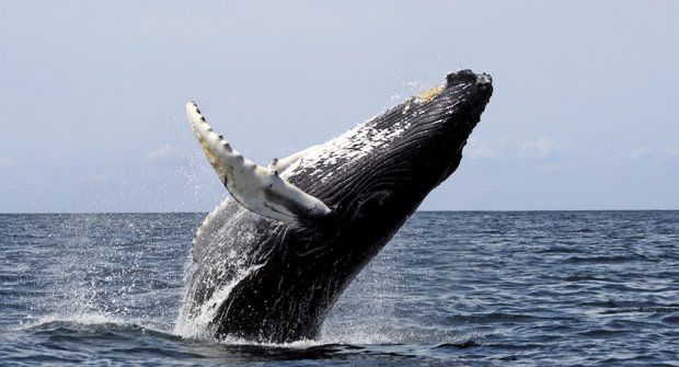 Velryby z výšky: Drony provozují whalewatching