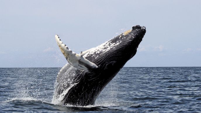 Whale watching je oblíbenou zábavou obdivovatelů velryb