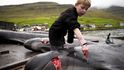 Tradiční lov a zabíjení velryb na Faerských ostrovech.