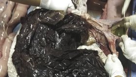 Mrtvý kulohlavec sežral 8 kilo plastu