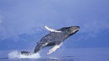 Japonský trajekt se srazil s velrybou. 87 lidí bylo zraněno, osud kytovce je neznámý