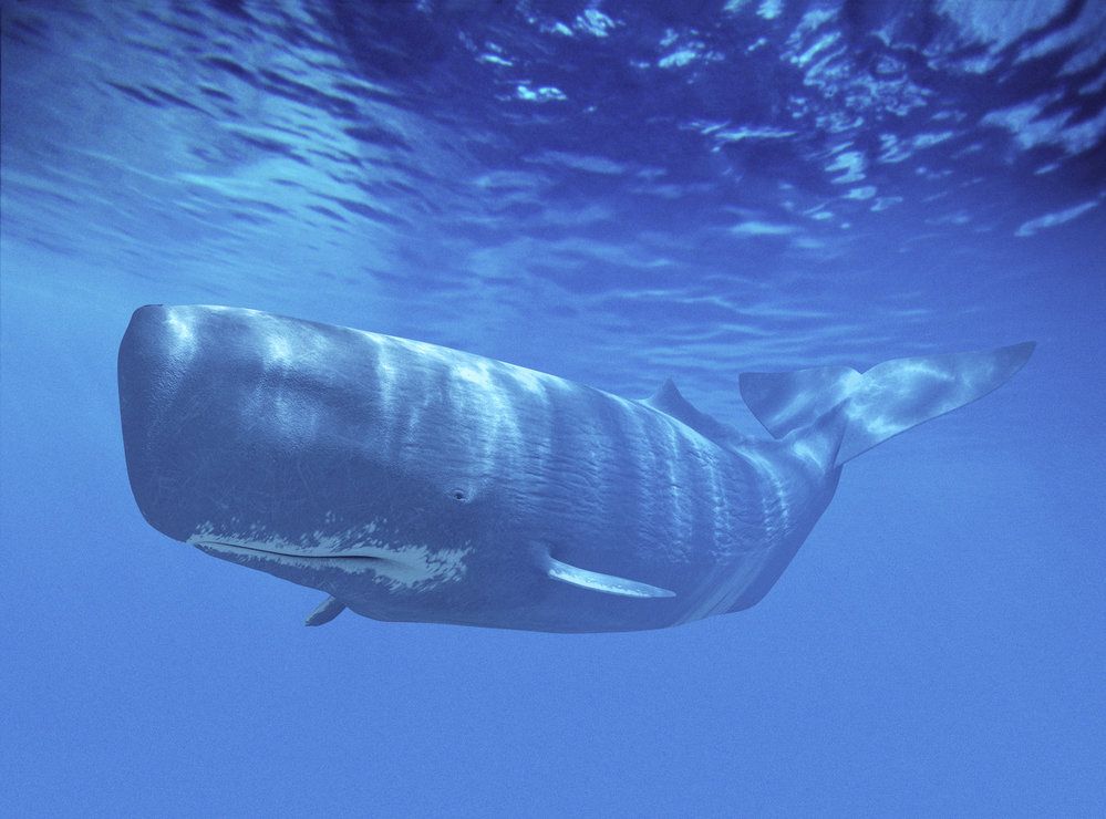 Vorvaň obrovský (Physeter macrocephalus)  se dokáže ponořit  do hloubky i více než  2000 m, kde vydrží přes hodinu