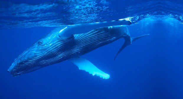 Obři s cedníkem: Jak si velryby plní břicho