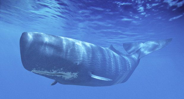 Kytovci na pláži: Záhada velrybích ztroskotání