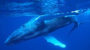 Obři s cedníkem: Jak si velryby plní břicho