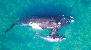 Jak se váží velryba: Drony místo váhy 