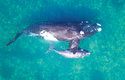 Samice velryby jižní s mládětem. To při narození váží až 1500 kg a měří 5,5 m