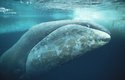 Široká silně zaoblená dolní čelist velryby grónské slouží k nabírání kořisti, tu pak filtruje přes kostice dlouhé až 3m