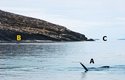 Tři ze sledovaných velryb vplouvají do mělkého zálivu Baffinova ostrova