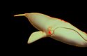 3D model velryby podle měření z dronu