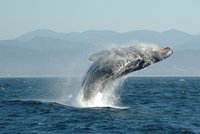 Ekologičtí aktivisté se střetli s japonskými velrybáři