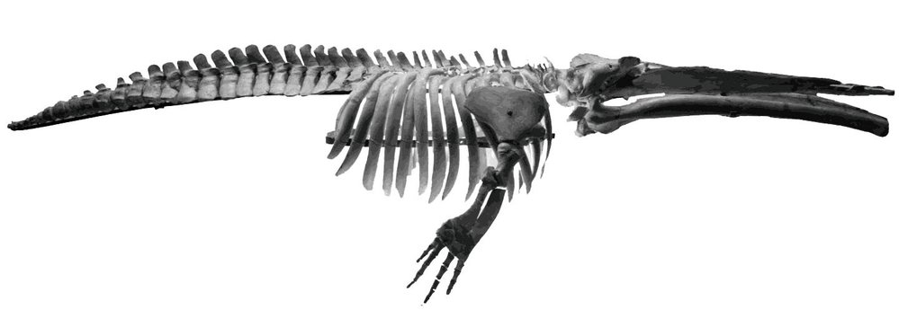 Kostra vymřelého zástupce velryb čeledi Cetotheriidae