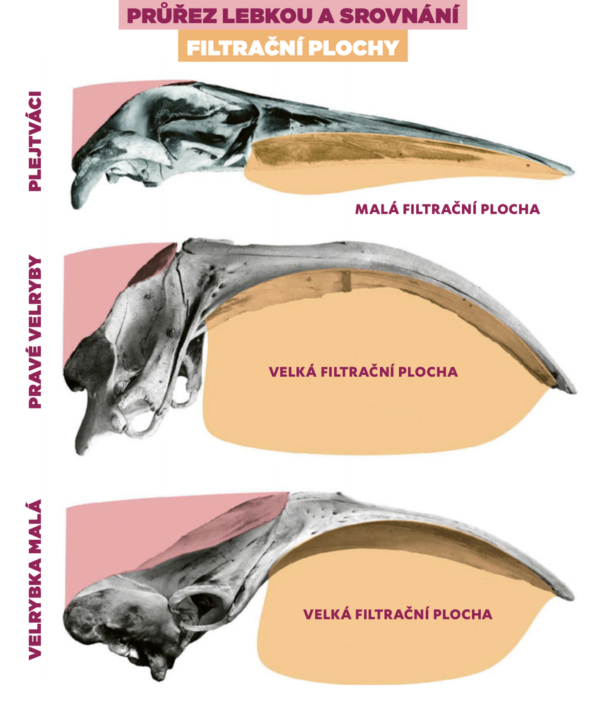 Průřez lebkou a srovnání velikosti velryb