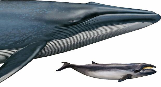 Nejmenší velryb(k)a: Poslední potomek velké rodiny