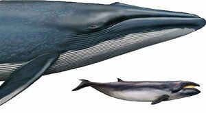 Nejmenší velryb(k)a: Poslední potomek velké rodiny 