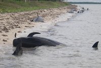 Přírodní tragédie na Floridě: Pláže jsou poseté mrtvými velrybami!