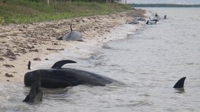 U floridského národního parku Everglades došlo k přírodní katastrofě. Padesát kulohlavců uvízlo na mělčině a bojují o život.