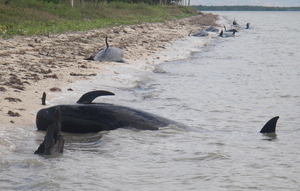 Uvízlé velryby u floridského národního parku Everglades