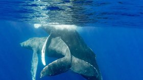 Sada dosud nezveřejněných fotografií odhalila šokující zjištění. Podle všeho byli zvěčněné velryby samci.