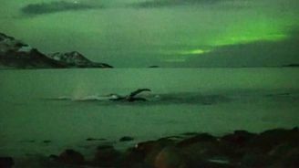 Velryby si v Norsku hrají pod světly polární záře