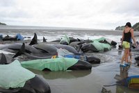 U Nového Zélandu uhynulo 125 velryb