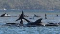 Stovky velryb uvázly na mělčině v Tasmánii.