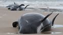 Stovky velryb uvázly na mělčině v Tasmánii.